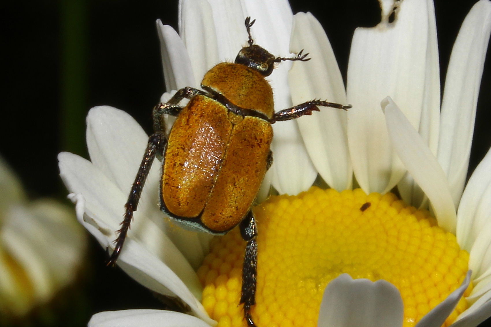 Hoplia argentea